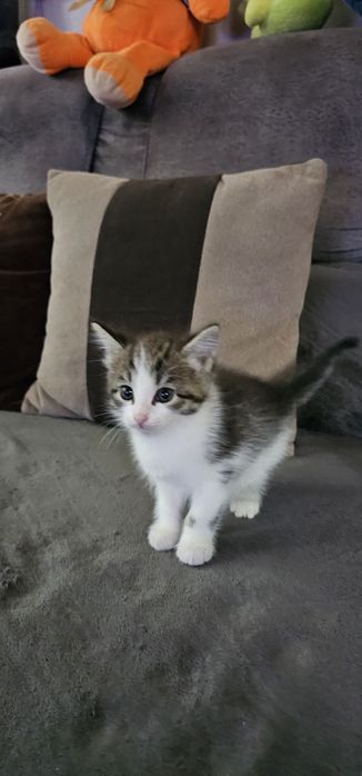 Животные,  кошки