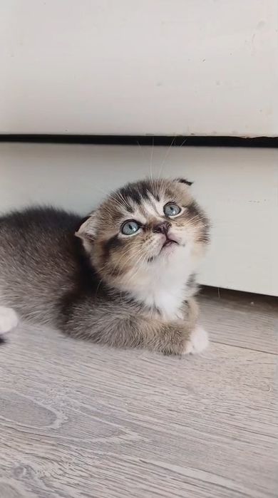 Продается котяти