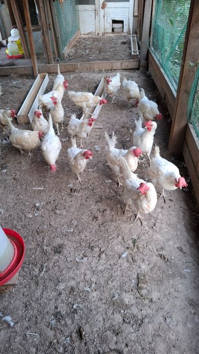 Продам кур несушек