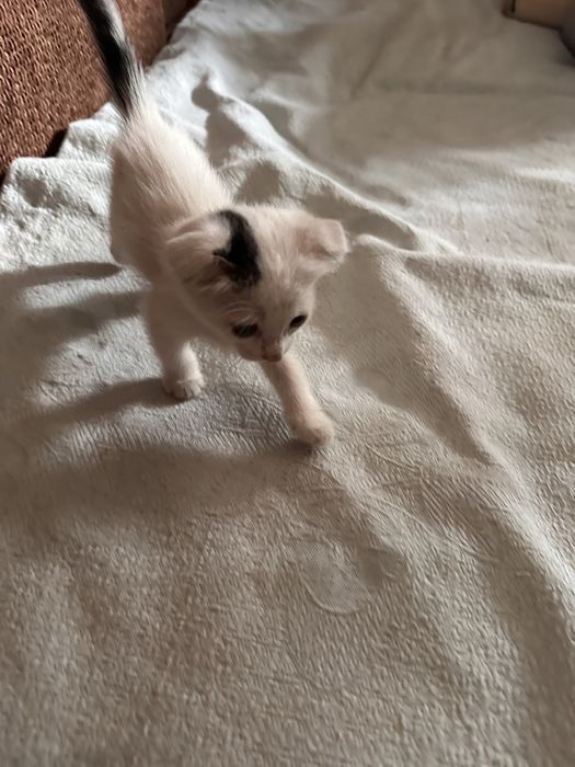 Котята 1.5 месяца девочка