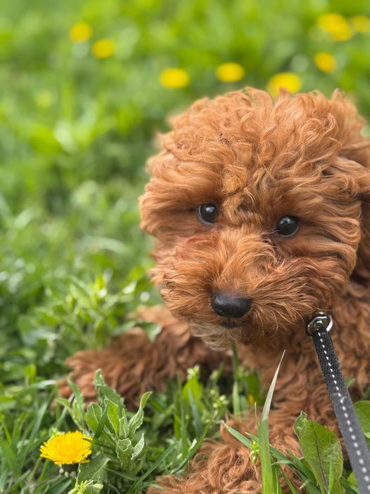 Pudel Toy - mascul 4 luni