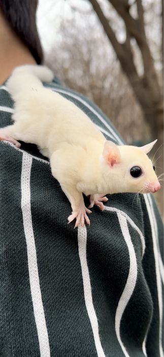 Белка летяга .- . сахарный - посум.