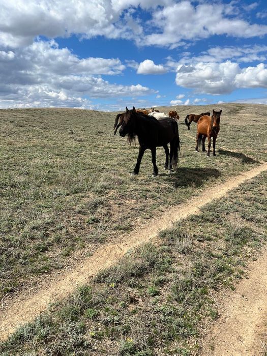 Екі қазақы жабы айғырлар сатылады