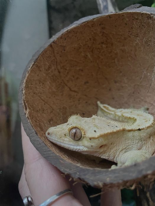 crested gecko masculin