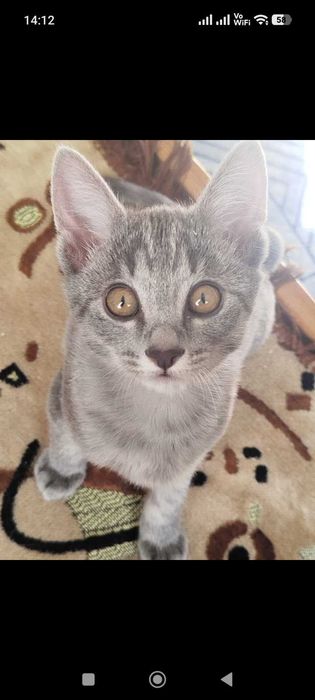 Котята в заботливые руки