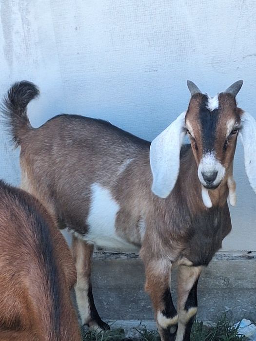 Țap Anglo Nubian de vânzare