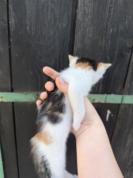 Pisicute spre adoptie