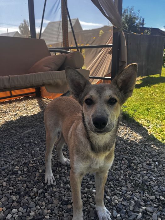 Отдам щенков бесплатно