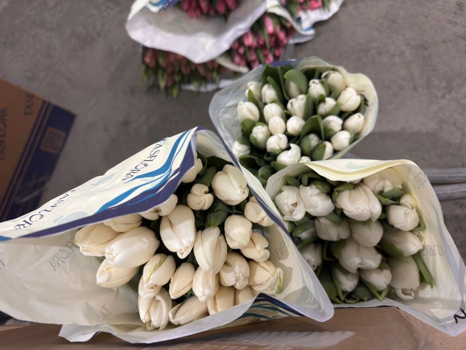 тюльпаны оптом и в розницу