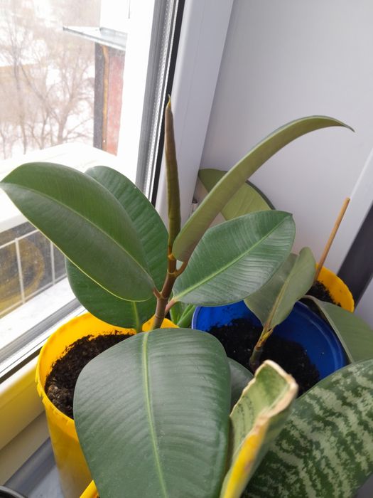 Продам комнатные цветы