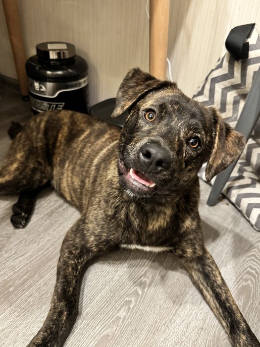 Бесплатно собака