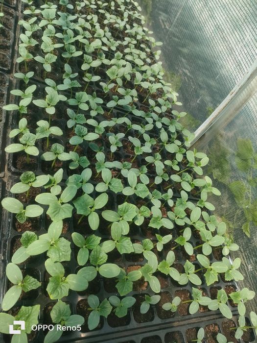 Огурцы рассада. Габри, Ардия.