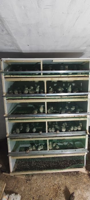 Bedana va bedanan in