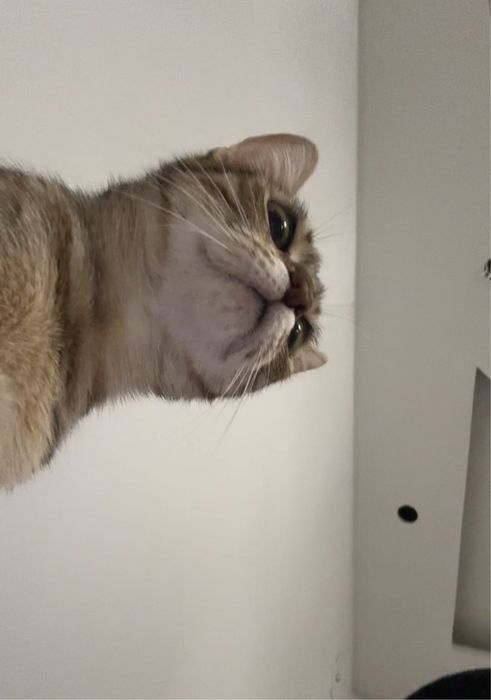 Търси се любящ дом за гальовна котка Зевс