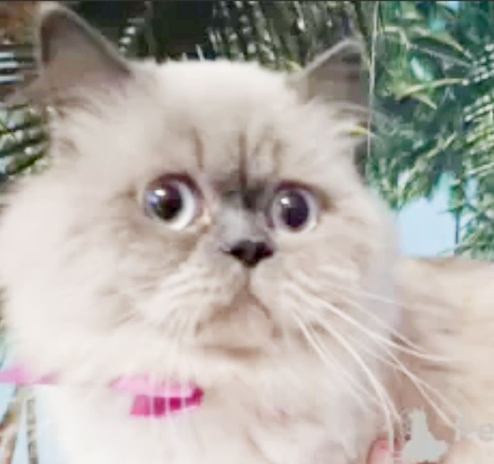 Скоттиш Страйт колор поинт вязка