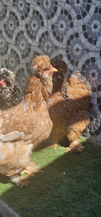 Vând  găini motate păsări