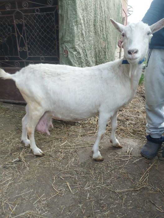 Vind căprițe la prima fătare la alegere