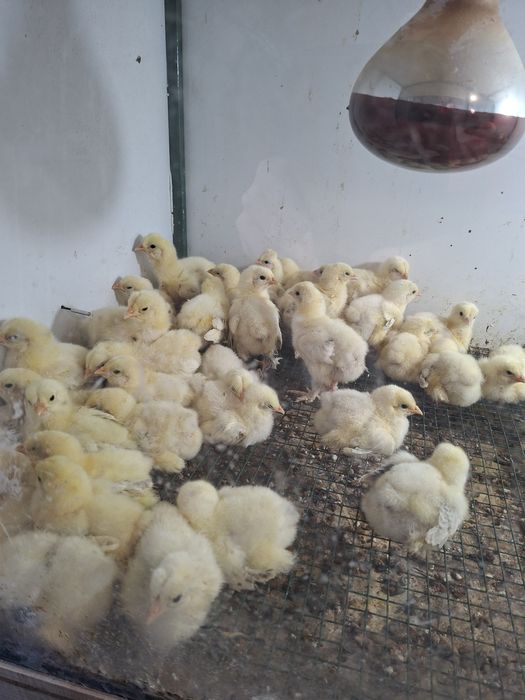 Vând pui brahma herminat deschis  si pui moțați încălțați  preț dela 15 leii!