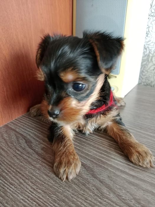 Продаётся щенок Йорка