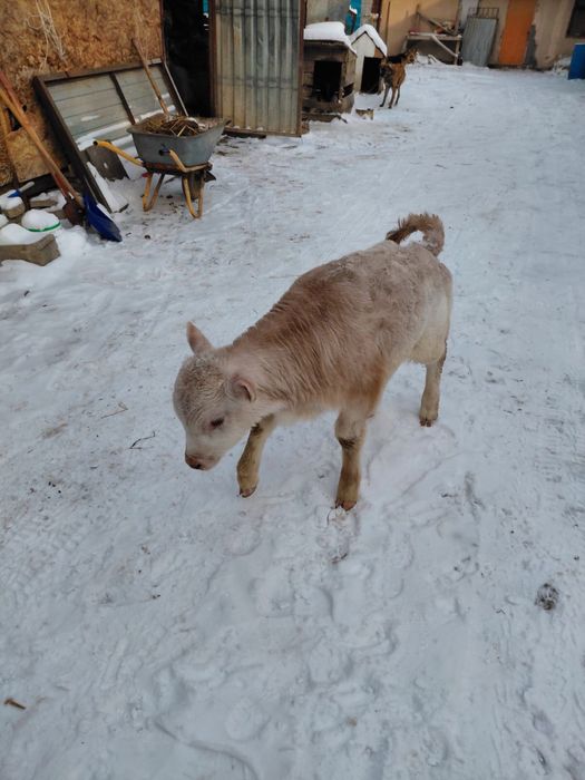 Сиыр Тана Бузау сатам
