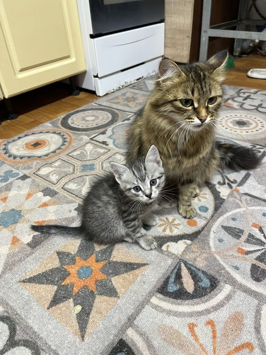 Отдам котят в добрые руки