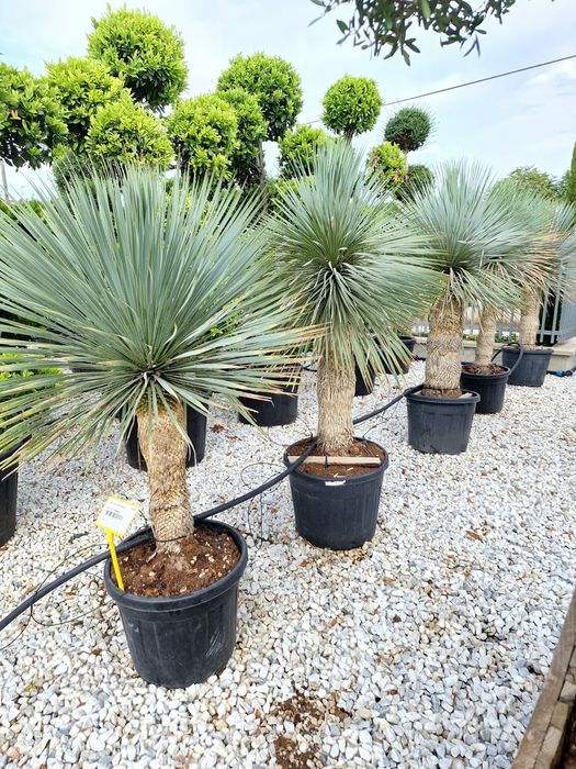 Plante ornamentale de toate