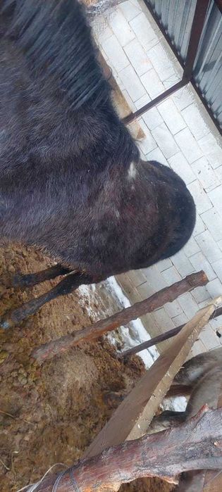 Лошади откормленные