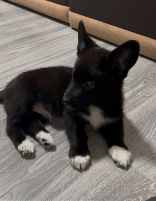 Продается девочка — метис корги × немецкой овчарки