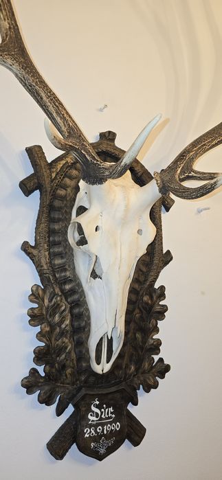 Trofee capriori coarne