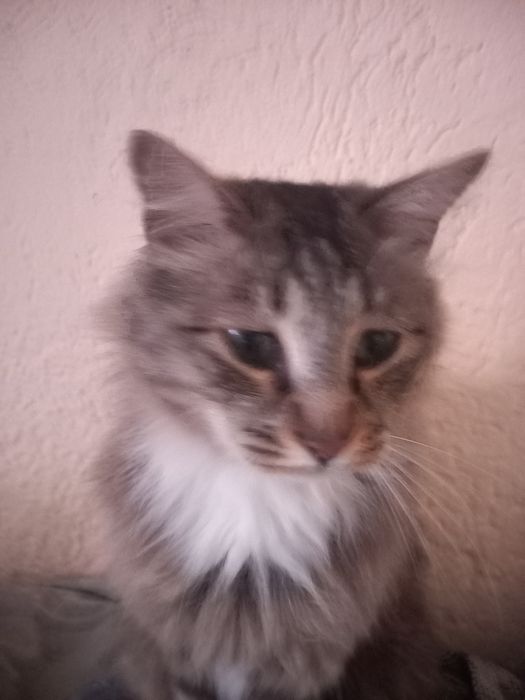 Потерялся сибирский кот