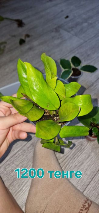 Комнатные цветы  продаються