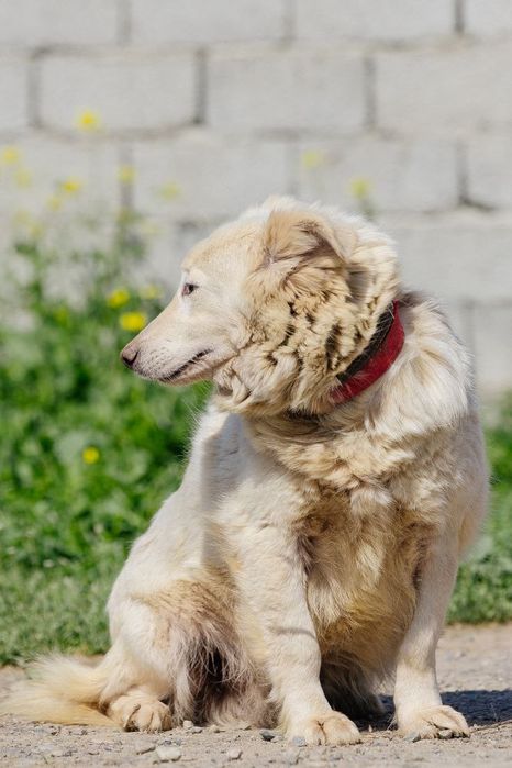 Девочка Сиси ждет своего человека!