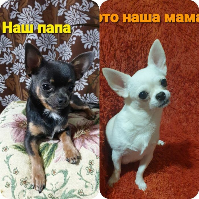 Щенок чихуахуа мальчик