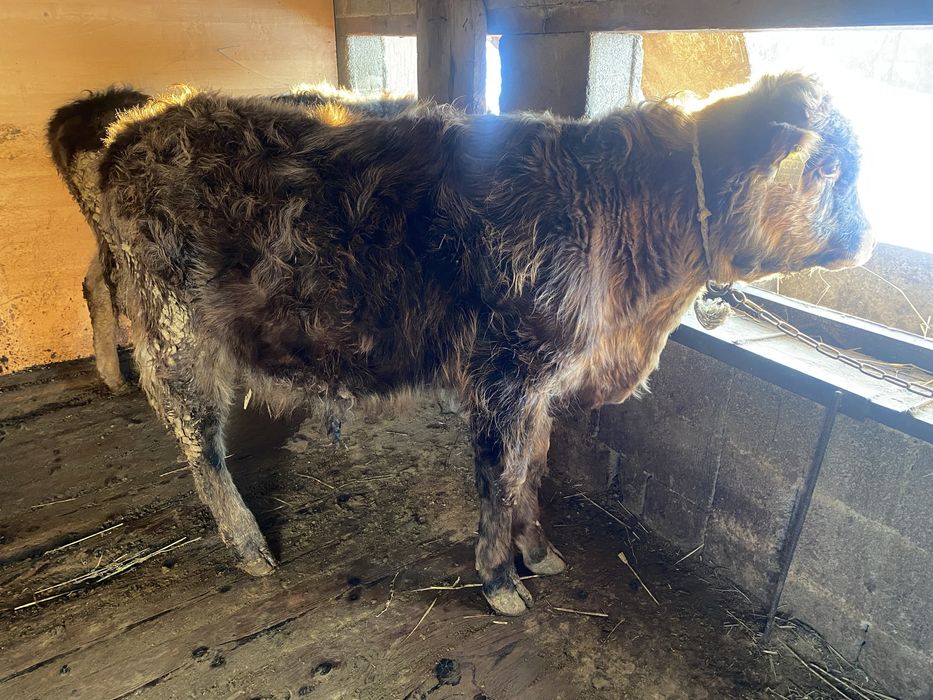 Продам бычков алатау