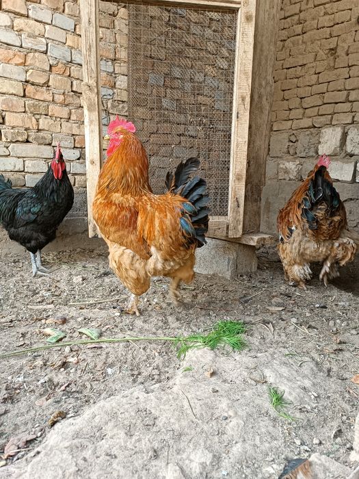 Ху'роз породали)