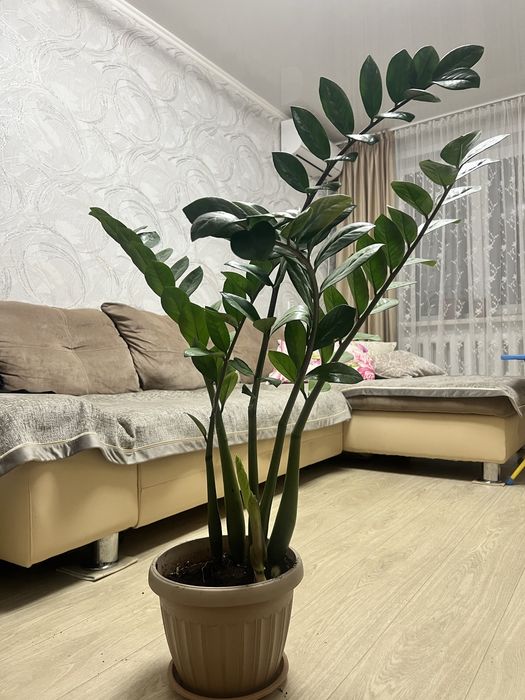 Долларовое дерево - замиокулькас