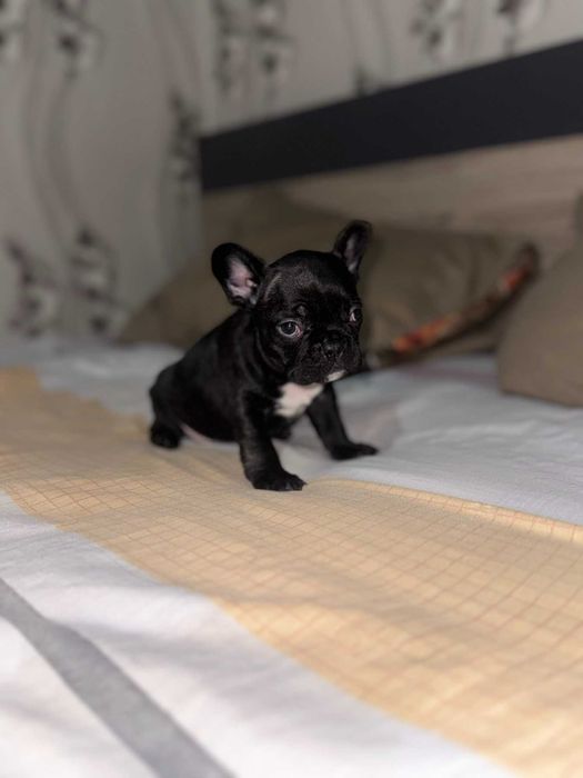 Чистокръвен френски булдог