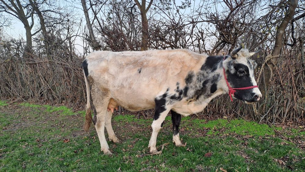 Vând vacă gestantă