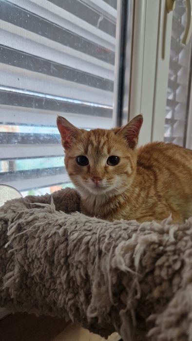 Мъжко коте търси своя дом