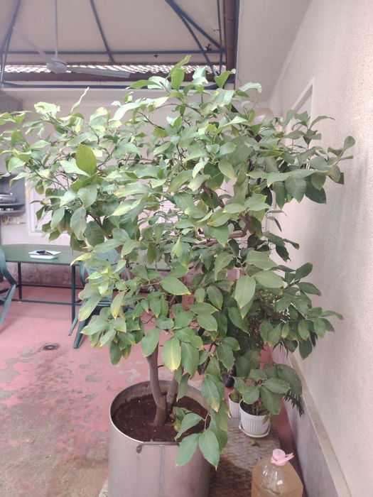 Лимоново  дръвче