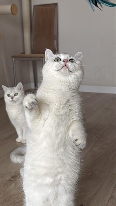 Продается Британская шиншилла