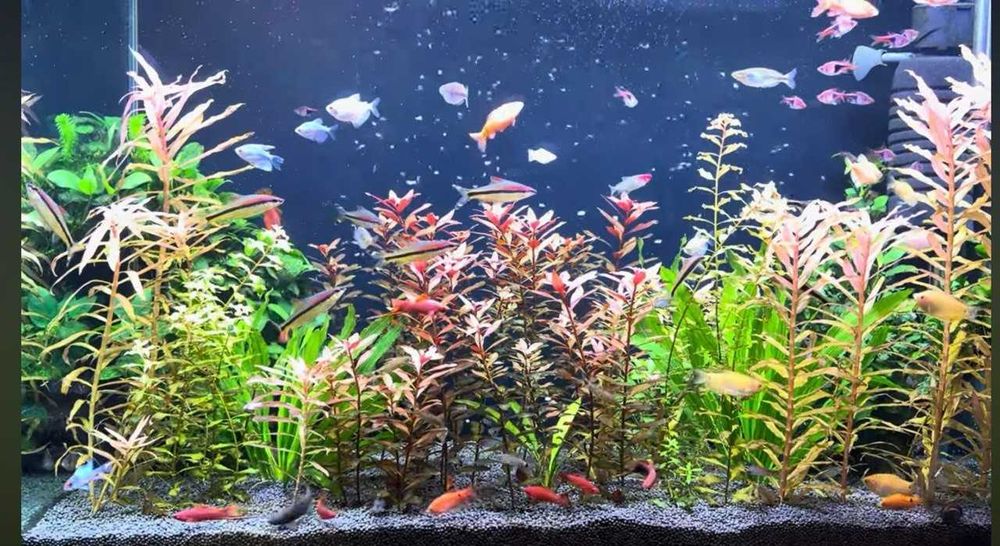 Продаю свой аквариум на 250 литров полностью в комплекте травник