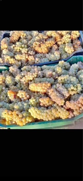 Vand struguri de vin