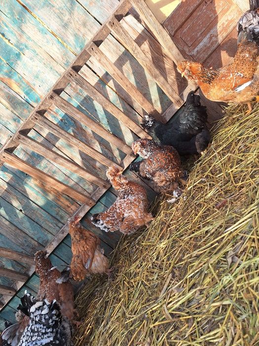 Disponibil ouă incubat găini moțate și colorate