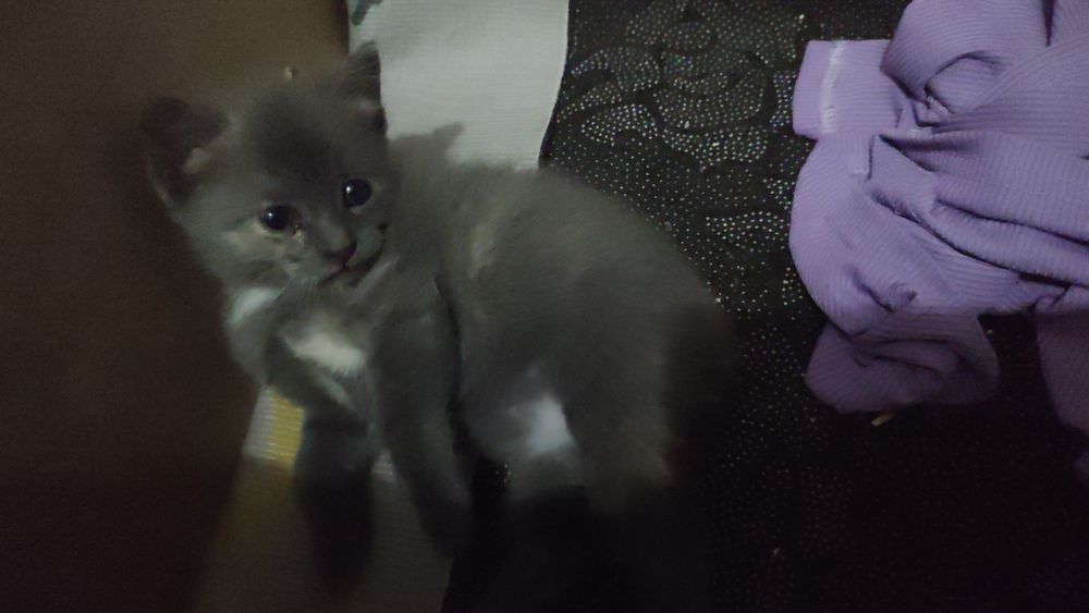 Двое девочек котят