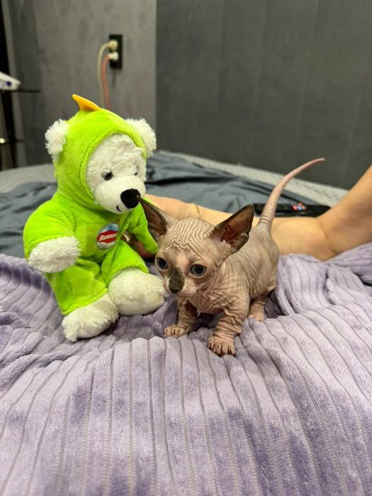 Шикарные сфинксики бамбино и эльф