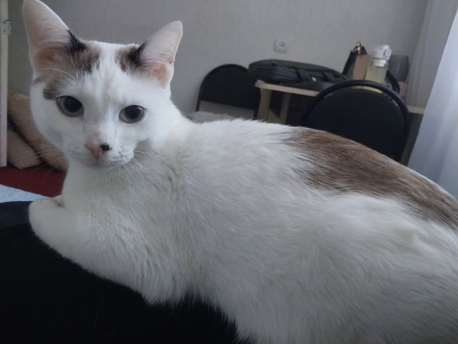 Отдам кота в добрые руки