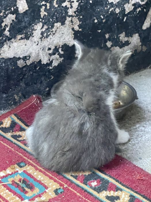 Отдам котят даром