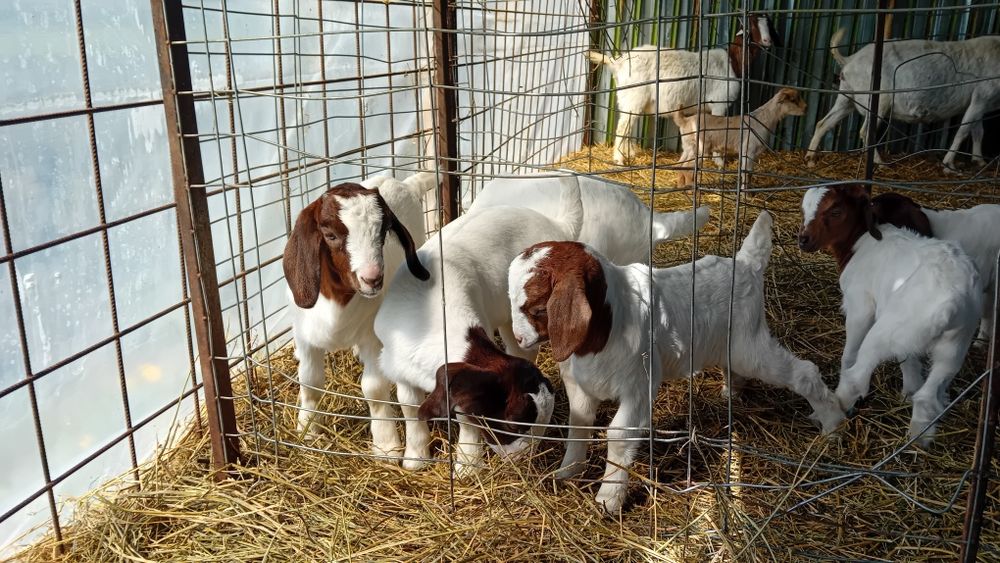 Iezi și iedute din rasa Boer
