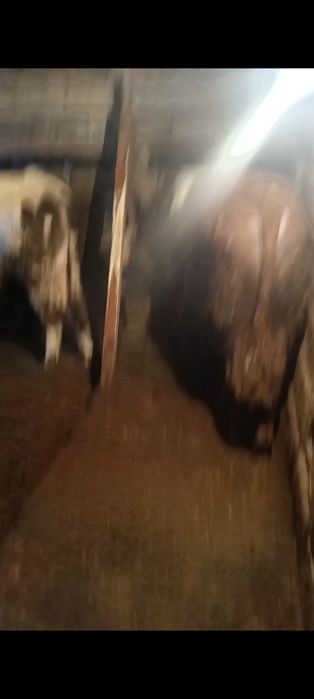 Продам бычков годовалых